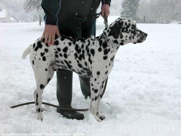 Photo de Dalmatien