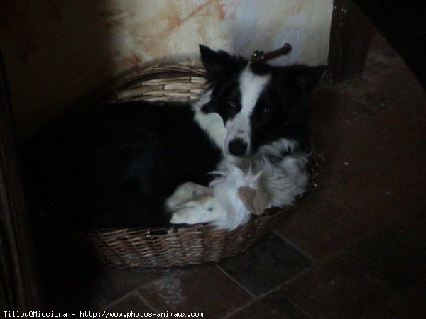 Photo de Border collie