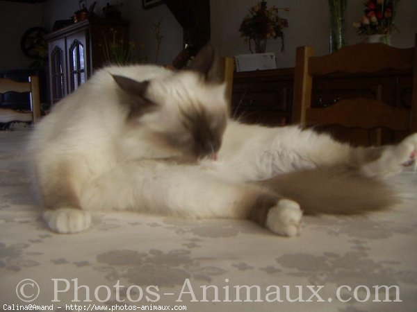 Photo de Sacr de birmanie