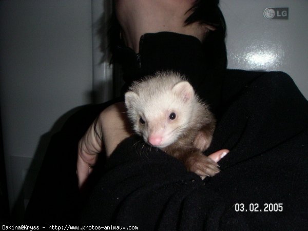 Photo de Furet