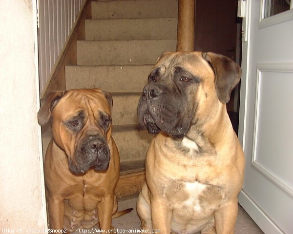 Photo de Bullmastiff