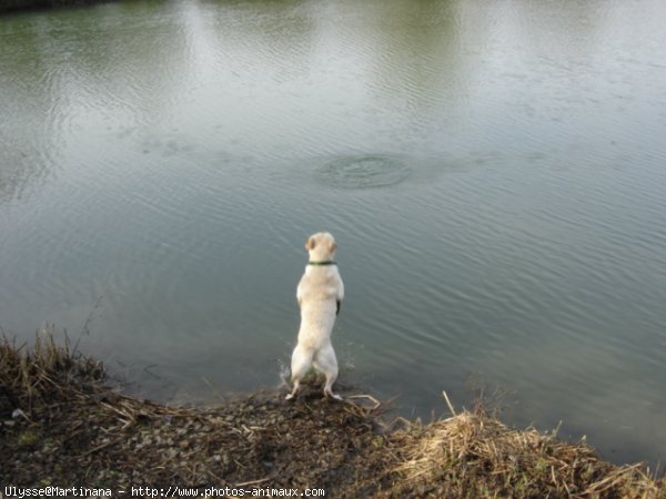 Photo de Labrador retriever