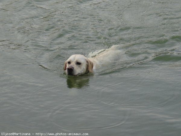 Photo de Labrador retriever