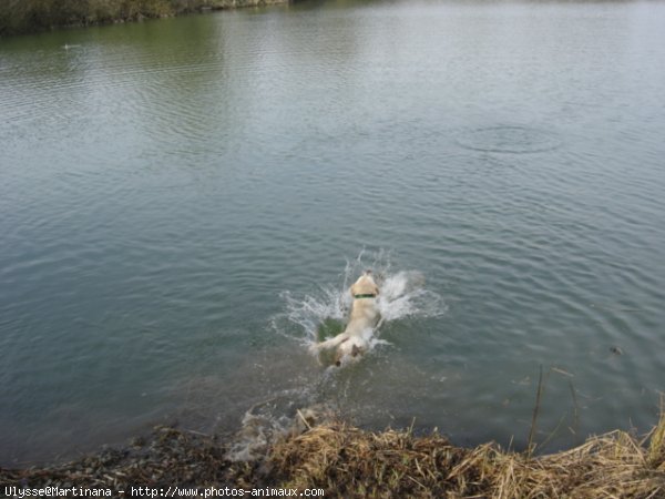 Photo de Labrador retriever