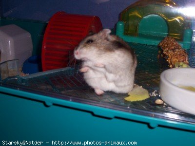 Photo de Hamster