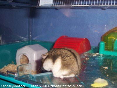 Photo de Hamster