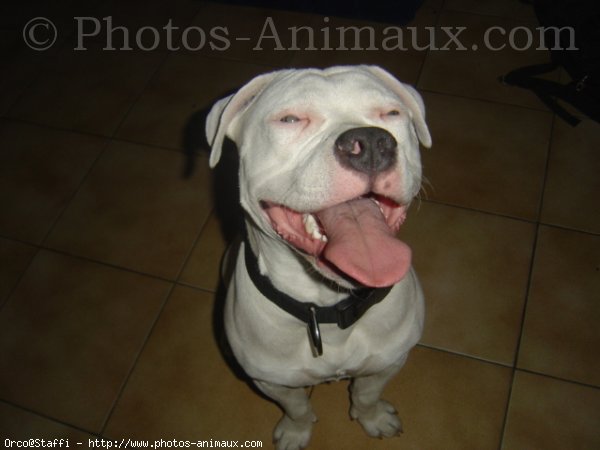 Photo d'American staffordshire terrier