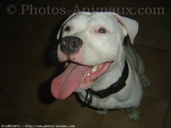 Photo d'American staffordshire terrier