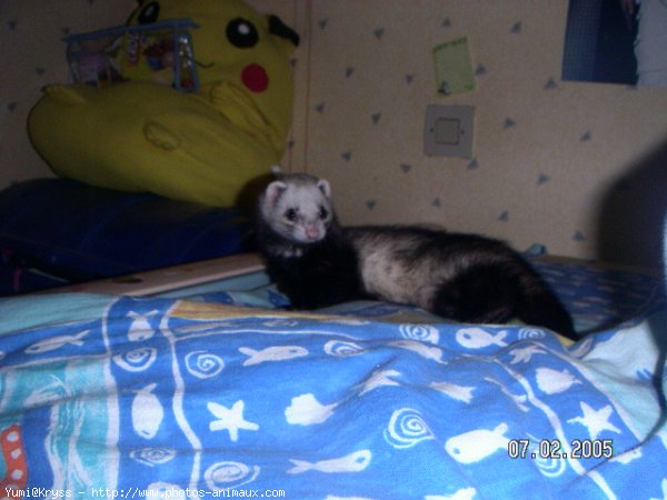 Photo de Furet