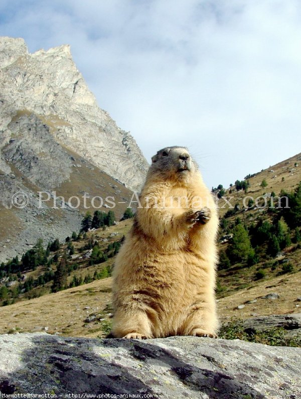 Photo de Marmotte