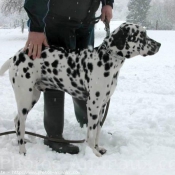 Photo de Dalmatien