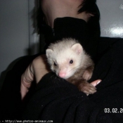 Photo de Furet