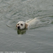 Photo de Labrador retriever