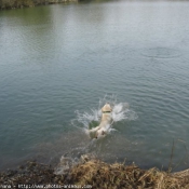 Photo de Labrador retriever