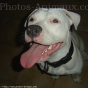 Photo d'American staffordshire terrier