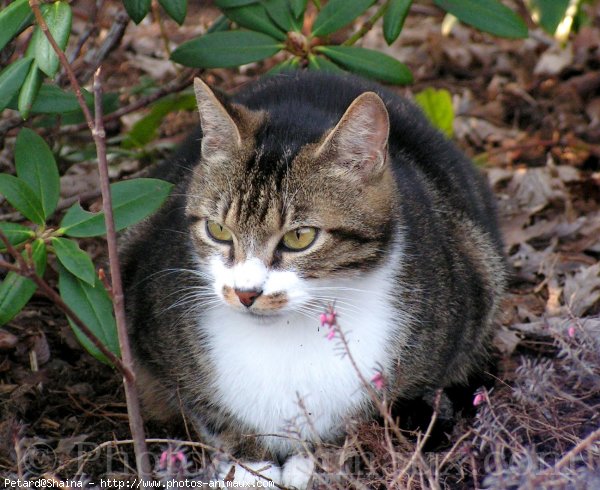 Photo de Chat domestique