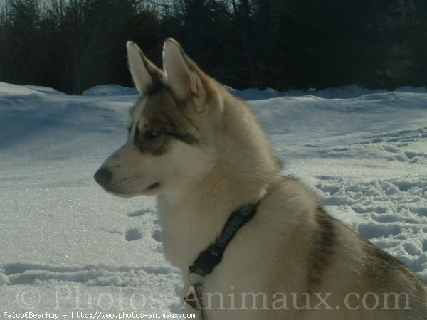 Photo de Husky siberien