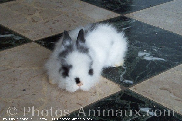 Photo de Lapin