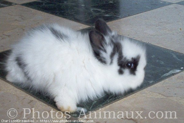 Photo de Lapin