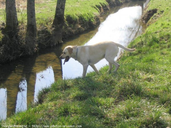 Photo de Labrador retriever