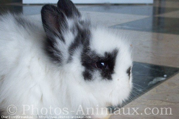 Photo de Lapin