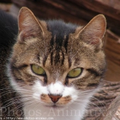 Photo de Chat domestique