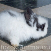 Photo de Lapin