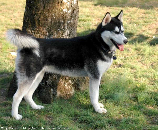 Photo de Husky siberien