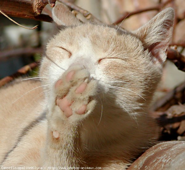 Photo de Chat domestique