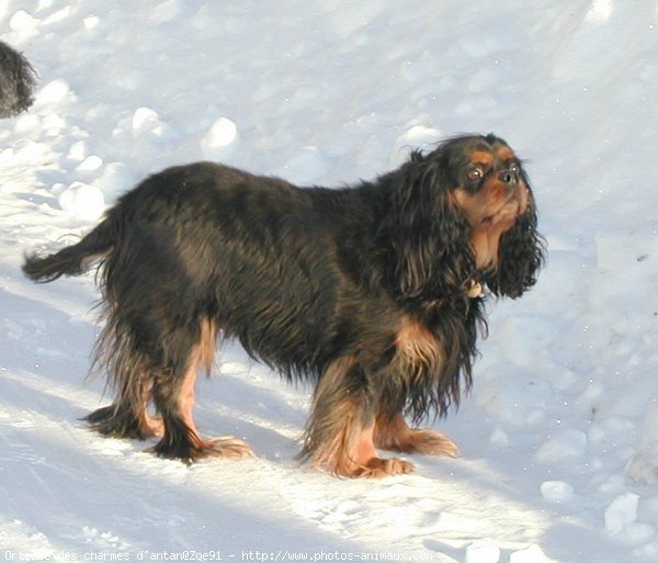 Photo de Cavalier king charles spaniel