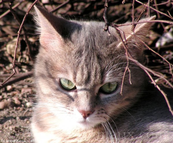 Photo de Chat domestique