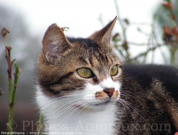 Photo de Chat domestique