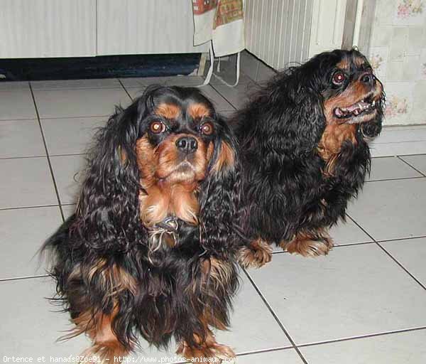 Photo de Cavalier king charles spaniel