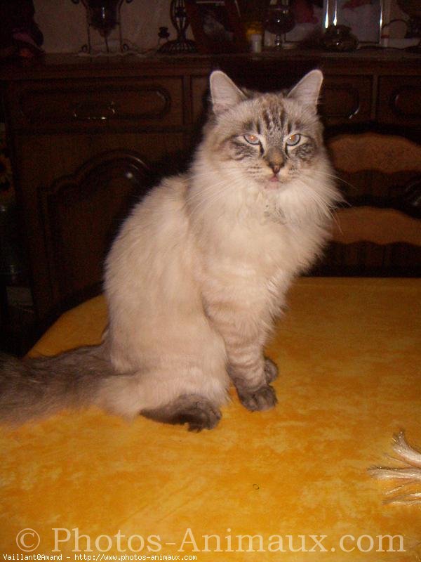 Photo de Sacr de birmanie