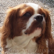 Photo de Cavalier king charles spaniel