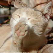 Photo de Chat domestique