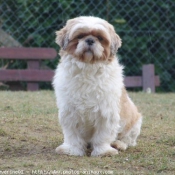 Photo de Shih tzu