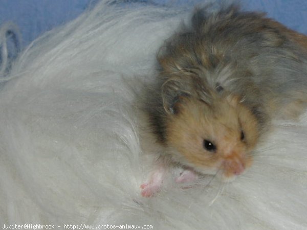 Photo de Hamster