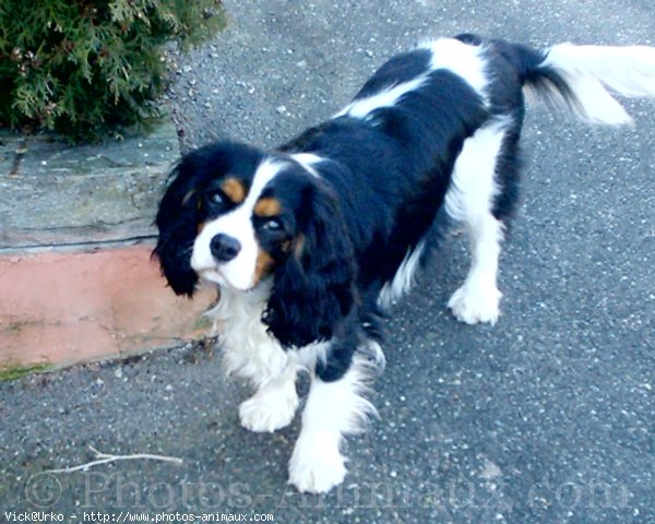 Photo de Cavalier king charles spaniel