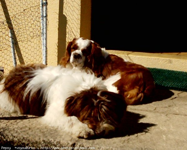 Photo de Cavalier king charles spaniel