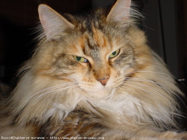 Photo de Maine coon