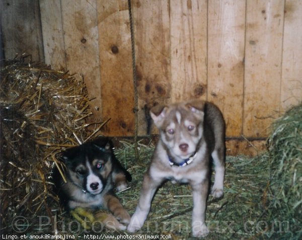 Photo de Husky siberien