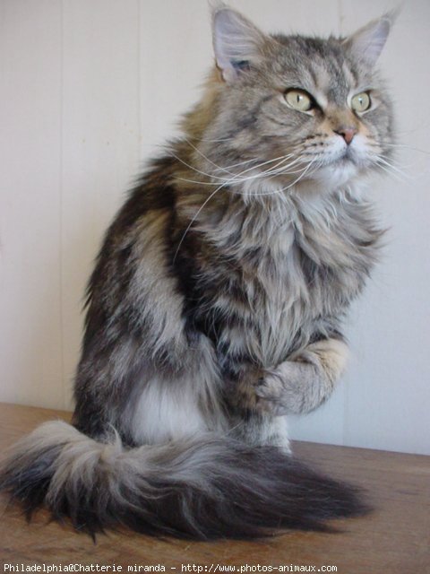 Photo de Maine coon