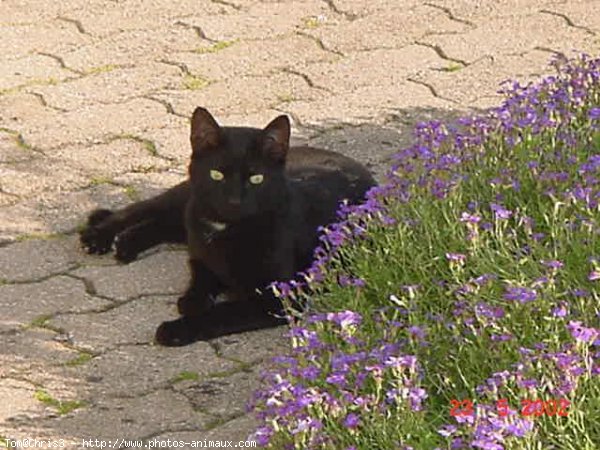 Photo de Chat domestique