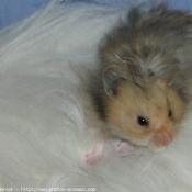 Photo de Hamster