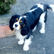 Photo de Cavalier king charles spaniel