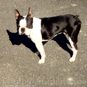 Photo de Boston terrier