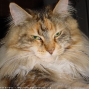 Photo de Maine coon