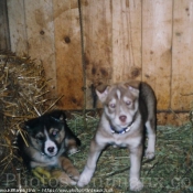 Photo de Husky siberien