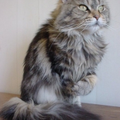 Photo de Maine coon